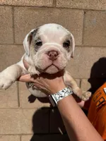 English Bulldog Puppy Chocolate Merle, a female English Bulldog for sale in Florence, AZ – 1 of 1