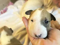 processed/ab6a44a3-cf91-480a-ba3d-7ede3ad22787/listing/24a3ec13-9cd8-4fc8-9ad9-f4d469efbd8a/cd7cead2-7c55-461e-b222-556ffc4e1f1f