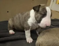 processed/ab6a44a3-cf91-480a-ba3d-7ede3ad22787/listing/275ec855-47cf-41dd-a1fc-caef060cd4aa/0f2414f2-8a81-4bf8-aa2b-dcd8f47470c3