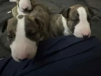 processed/ab6a44a3-cf91-480a-ba3d-7ede3ad22787/listing/275ec855-47cf-41dd-a1fc-caef060cd4aa/ab191c15-dcdb-4797-a197-5cbd739e4ee1