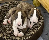 processed/ab6a44a3-cf91-480a-ba3d-7ede3ad22787/listing/275ec855-47cf-41dd-a1fc-caef060cd4aa/b1fd3749-38bc-4961-af5f-cfedb1a1279e