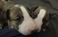 processed/ab6a44a3-cf91-480a-ba3d-7ede3ad22787/listing/275ec855-47cf-41dd-a1fc-caef060cd4aa/efec86af-b300-4111-9ce6-6f3903aa85f4