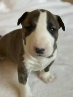 processed/ab6a44a3-cf91-480a-ba3d-7ede3ad22787/listing/b6b1d858-a02d-4ce9-ba04-2b4b1754b230/ab87e1c2-7269-4b66-a7ba-c6143f13d853