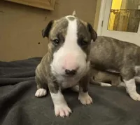 processed/ab6a44a3-cf91-480a-ba3d-7ede3ad22787/listing/b6b1d858-a02d-4ce9-ba04-2b4b1754b230/d19d630b-513c-4b6d-8379-5bf0043d4e59