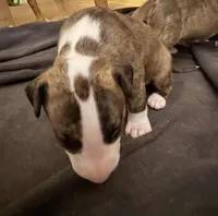 processed/ab6a44a3-cf91-480a-ba3d-7ede3ad22787/listing/b6b1d858-a02d-4ce9-ba04-2b4b1754b230/f1f53ef3-92a8-47f7-aa44-111cc8555d3c