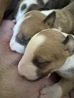 processed/ab6a44a3-cf91-480a-ba3d-7ede3ad22787/listing/e6b9f686-ecbc-4f07-ac10-d5072ebe7c3b/e39af4a1-86f3-421e-a482-356135c2b759