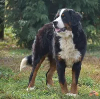 Brody, a male Bernese Mountain Dog for sale in York, PA – 2 of 3