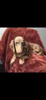 Charlie, a male Miniature Dachshund for sale in York, PA – 2 of 4