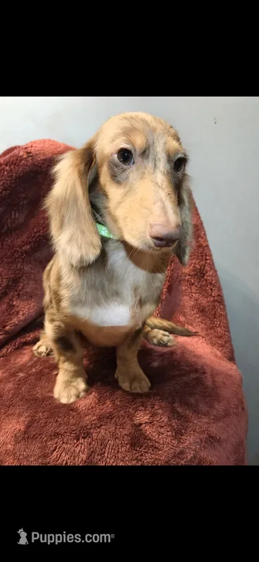 Charlie – Miniature Dachshund puppy for sale in York, PA