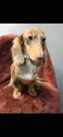 Charlie, a male Miniature Dachshund for sale in York, PA – 1 of 4