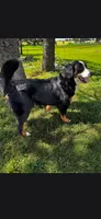 Sadie , a female Bernese Mountain Dog for sale in York, PA – 3 of 5