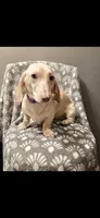 Wiinter, a female Dachshund for sale in York, PA – 3 of 4