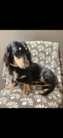Sammie, a female Dachshund for sale in York, PA – 2 of 8