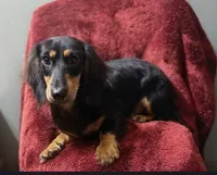Tucker, a male Miniature Dachshund for sale in York, PA – 2 of 4
