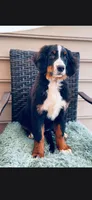 Kenzi, a female Bernese Mountain Dog for sale in York, PA – 2 of 2