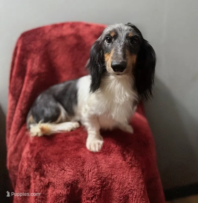 Mason – Miniature Dachshund puppy for sale in York, PA