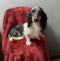 Mason, a male Miniature Dachshund for sale in York, PA – 1 of 6