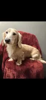 Chance, a male Dachshund for sale in York, PA – 5 of 6