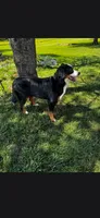 Sadie , a female Bernese Mountain Dog for sale in York, PA – 4 of 5