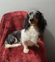 Mason, a male Miniature Dachshund for sale in York, PA – 5 of 6
