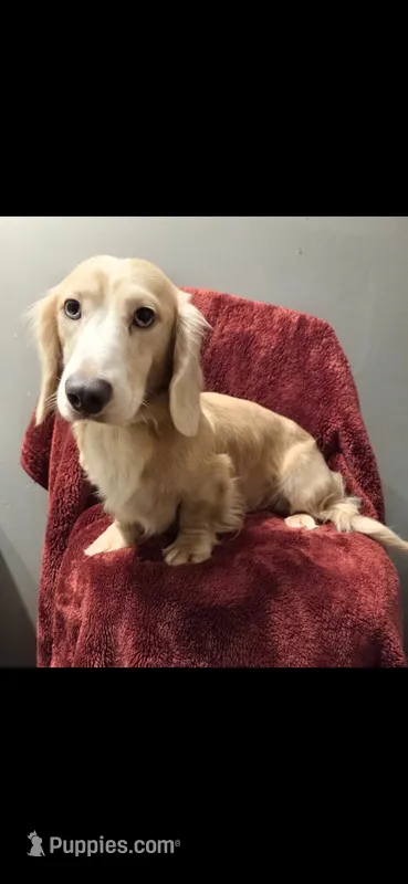 Chance – Dachshund puppy for sale in York, PA