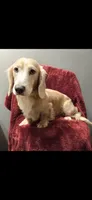 Chance, a male Dachshund for sale in York, PA – 1 of 6
