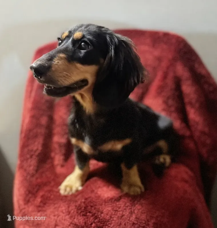 Tucker – Miniature Dachshund puppy for sale in York, PA