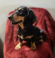 Tucker, a male Miniature Dachshund for sale in York, PA – 1 of 4