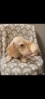 Wiinter, a female Dachshund for sale in York, PA – 4 of 4