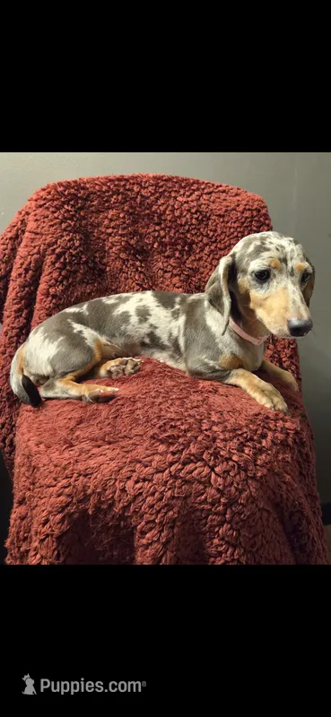 Blue – Dachshund puppy for sale in York, PA