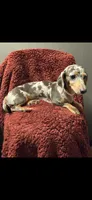 Blue, a female Dachshund for sale in York, PA – 1 of 5