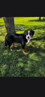 Sadie , a female Bernese Mountain Dog for sale in York, PA – 5 of 5