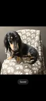 Sammie, a female Dachshund for sale in York, PA – 5 of 8