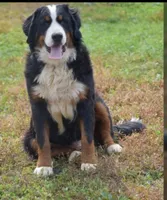 Brody, a male Bernese Mountain Dog for sale in York, PA – 3 of 3