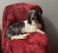 Mason, a male Miniature Dachshund for sale in York, PA – 4 of 6