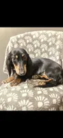 Sammie, a female Dachshund for sale in York, PA – 8 of 8