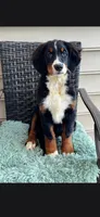 Kora, a female Bernese Mountain Dog for sale in York, PA – 4 of 5