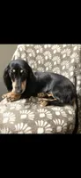Sammie, a female Dachshund for sale in York, PA – 3 of 8