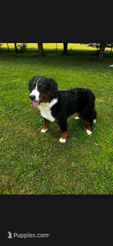 Rya – Bernese Mountain Dog puppy for sale in York, PA