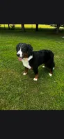 Rya, a female Bernese Mountain Dog for sale in York, PA – 1 of 3