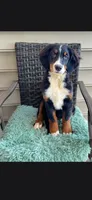 Kora, a female Bernese Mountain Dog for sale in York, PA – 3 of 5