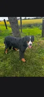 Joy, a female Bernese Mountain Dog for sale in York, PA – 2 of 5