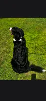 Rya, a female Bernese Mountain Dog for sale in York, PA – 2 of 3