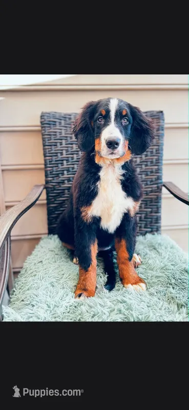 Kenzi – Bernese Mountain Dog puppy for sale in York, PA