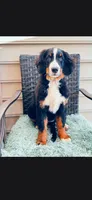 Kenzi, a female Bernese Mountain Dog for sale in York, PA – 1 of 2