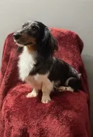 Mason, a male Miniature Dachshund for sale in York, PA – 6 of 6
