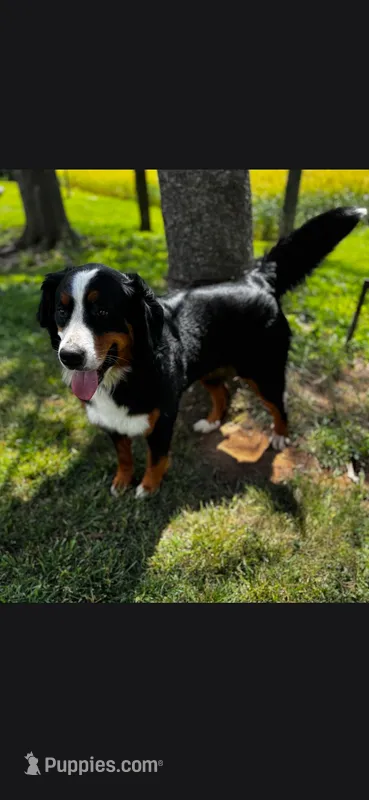 Sadie  – Bernese Mountain Dog puppy for sale in York, PA