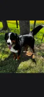 Sadie , a female Bernese Mountain Dog for sale in York, PA – 1 of 5