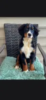 Kora, a female Bernese Mountain Dog for sale in York, PA – 5 of 5