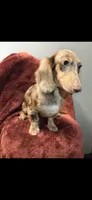 Charlie, a male Miniature Dachshund for sale in York, PA – 3 of 4